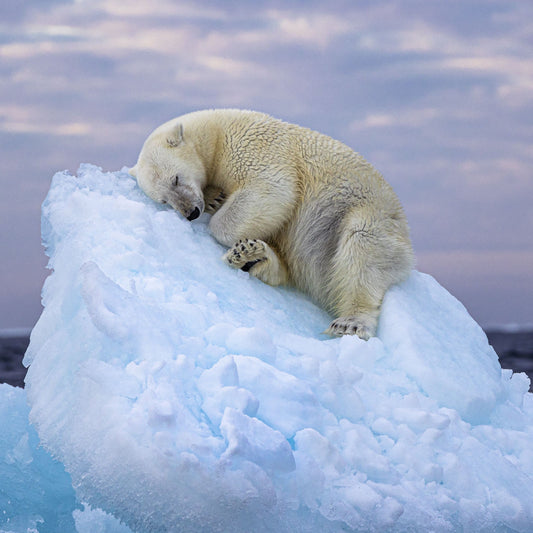 How the Scrap Industry Helps our Polar Bear Friend Sleep Better.